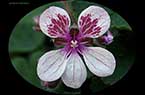 Erodium trifolium