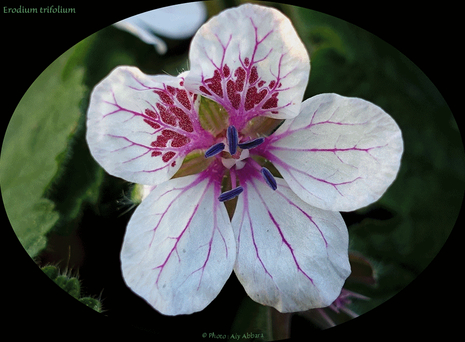 Erodium trifolium - Famille des Geraniaceae - اِيروديوم من فصيلة العُرْنوقيات - Afrique du Nord