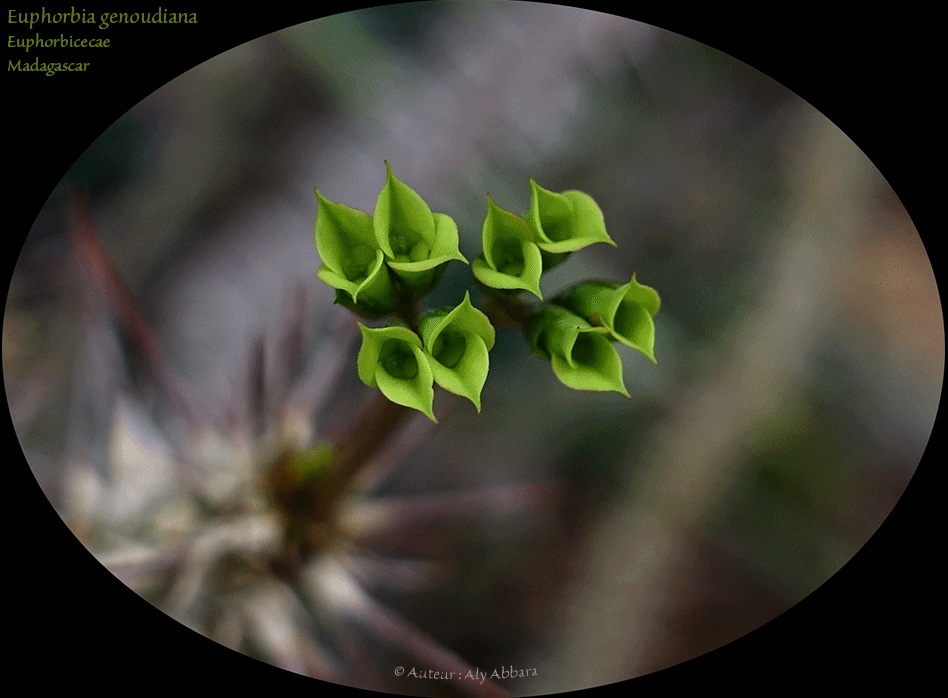 Euphorbia genoudiana (Euphorbe) - Famille des Euphorbiaceae - فَرْبيون  - من فصيلة الفَرْبيونيات - Afrique - Madagascar