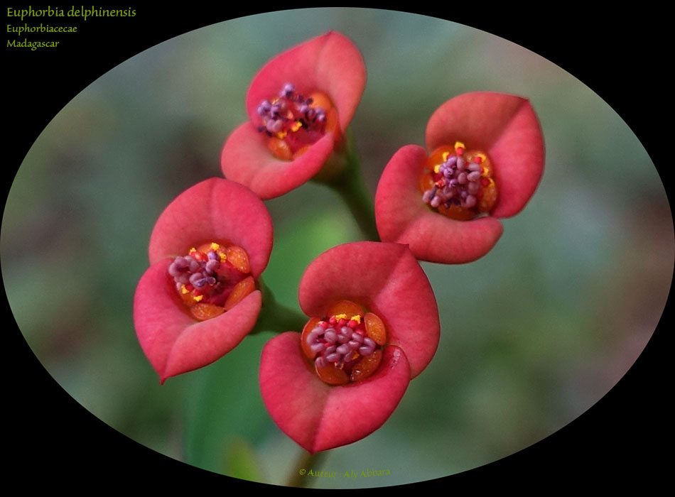Euphorbia delphinensis (Euphorbe) - Famille des Euphorbiaceae - فَرْبيون  - من فصيلة الفَرْبيونيات - Afrique - Madagascar
