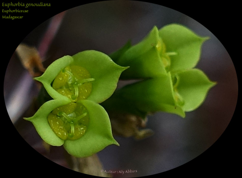 Euphorbia genoudiana (Euphorbe) - Famille des Euphorbiaceae - فَرْبيون  - من فصيلة الفَرْبيونيات - Afrique - Madagascar