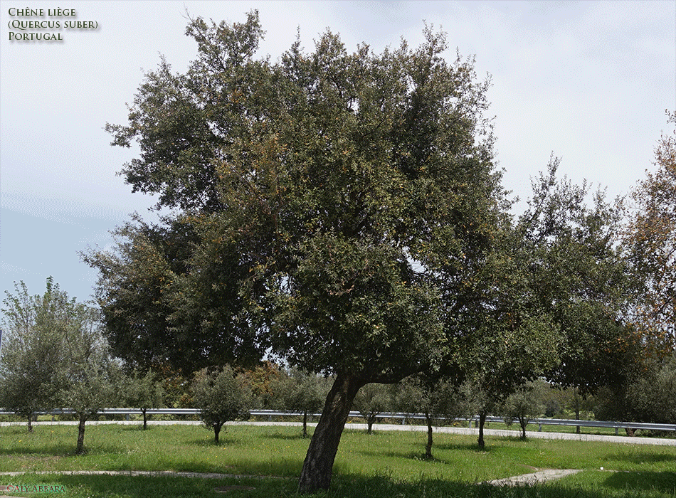 Chêne-liège - Quercus suber