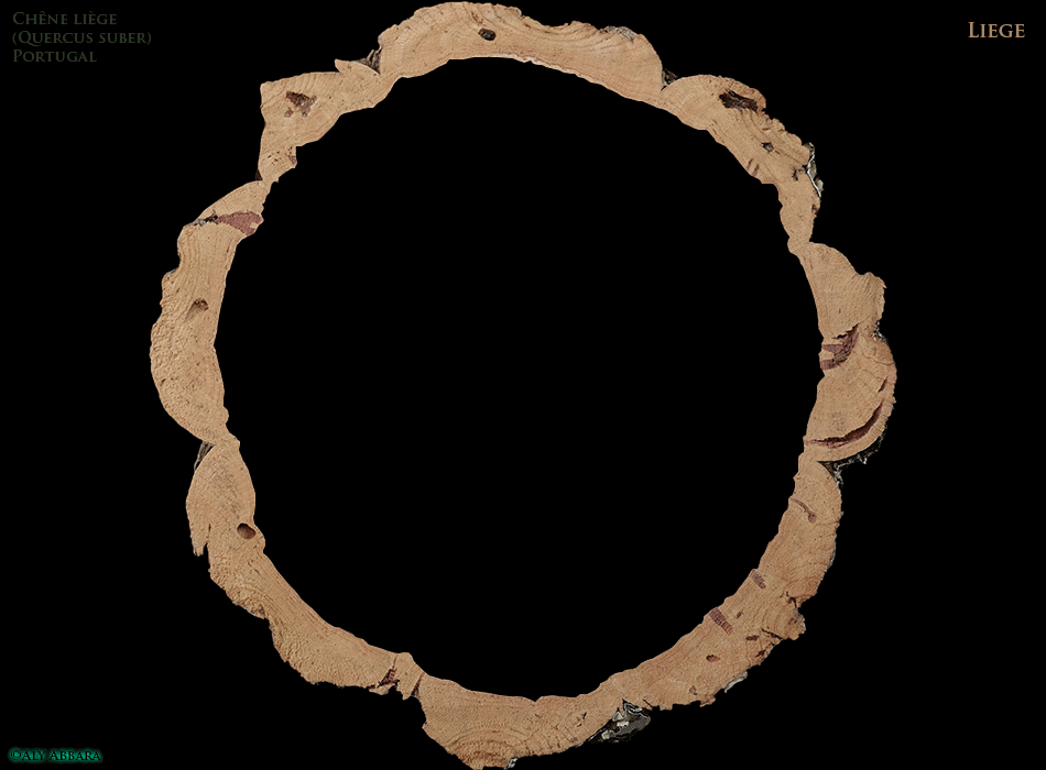 Chêne-liège - Quercus suber