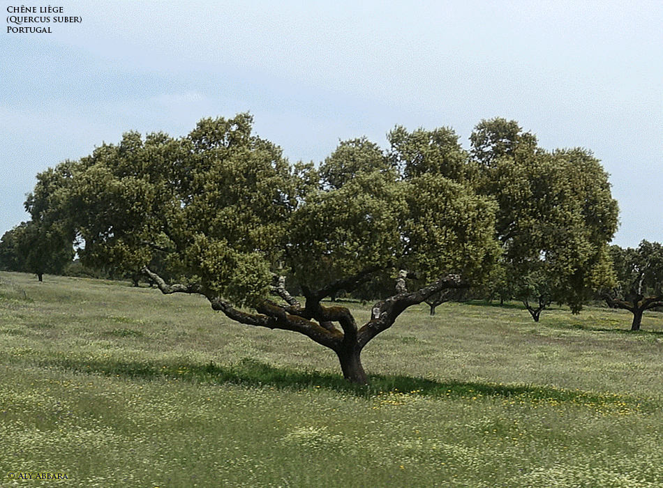 Chêne-liège - Quercus suber