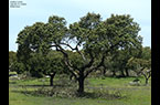Chêne-liège de Portugal