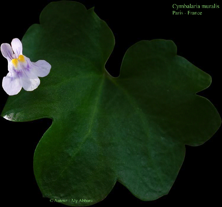 Linaire cymbalaire - famille : Scrophulaiacées - Scrofulariacées 