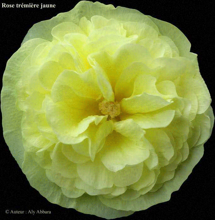 Rose trémière jaune - alcée rose - passe-rose - primerose