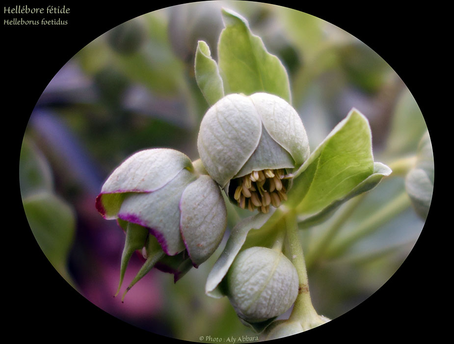 Helleborus foetidus - Hellébore fétide - خَرْبَق عَفِن