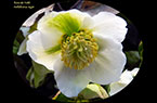 Helleborus niger (Rose de Noël - Rose d'hiver)
