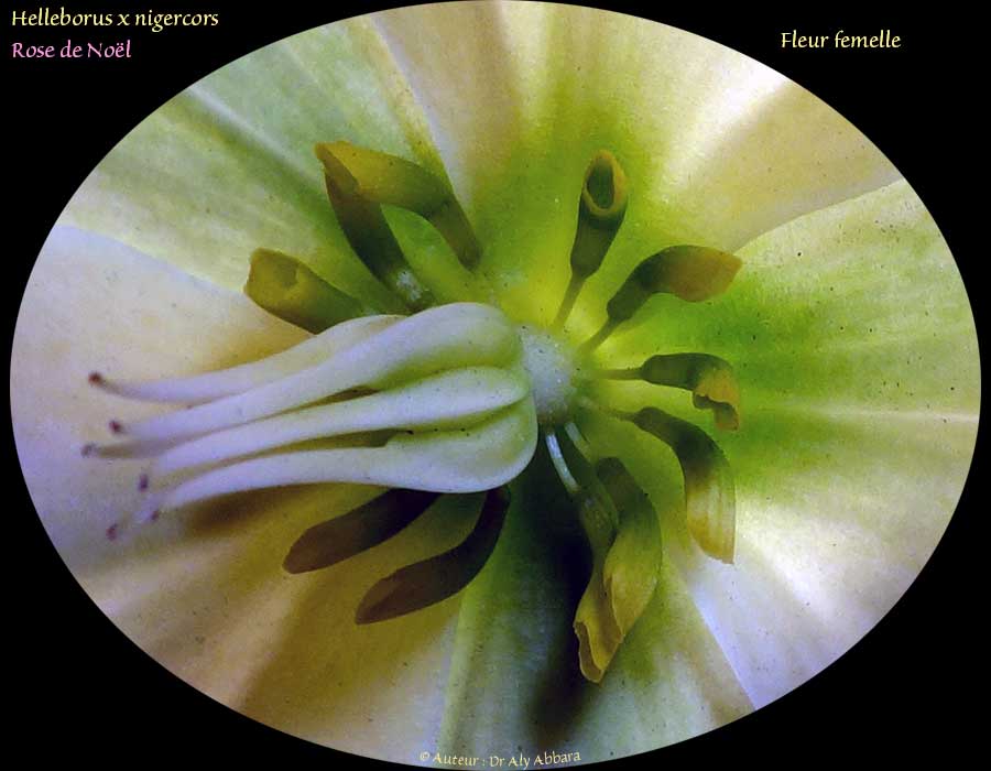 Helleborus x nigercors - Hellébore hybride - HGC ICE Breaker Fancy -خَرْبَق مهجن لوردة عيد الميلاد