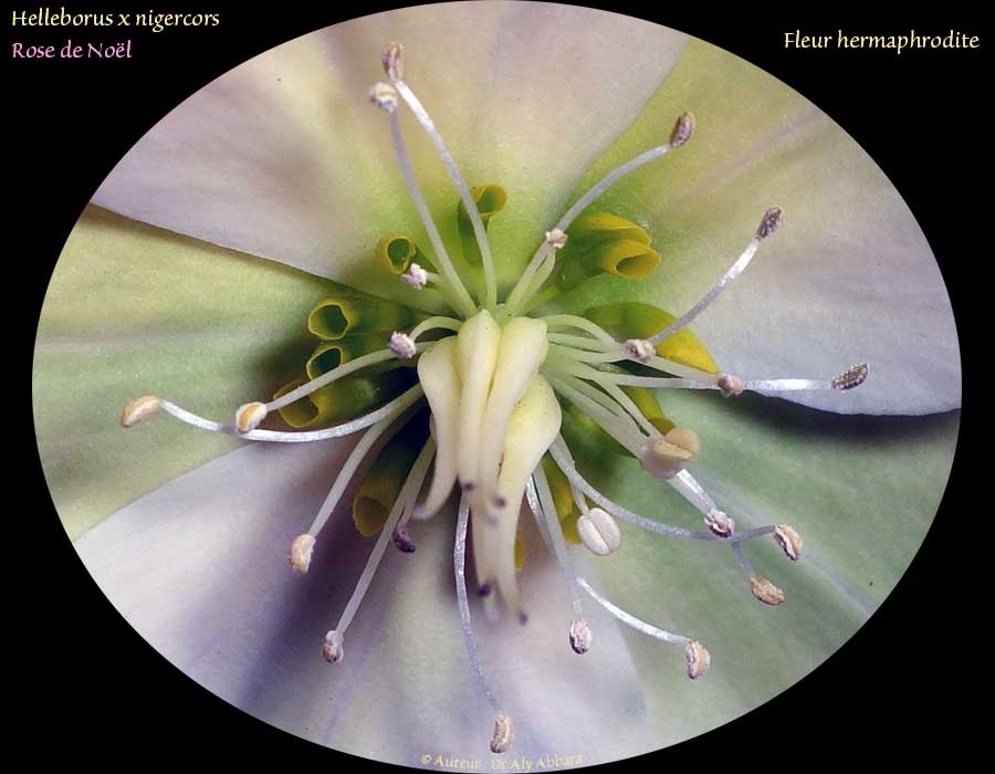 Helleborus x nigercors - Hellébore hybride - HGC ICE Breaker Fancy -خَرْبَق مهجن لوردة عيد الميلاد