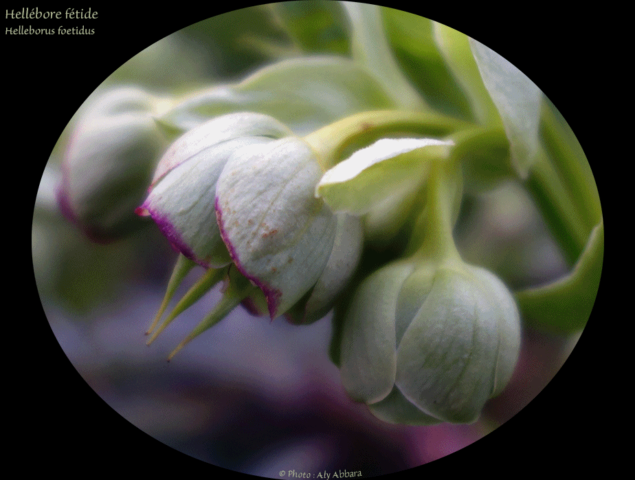 Helleborus foetidus - Hellébore fétide - خَرْبَق عَفِن