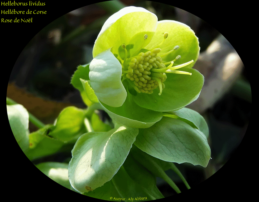 Helleborus lividus - Hellébore de Corse  - خَرْبَق جزيرة كورسيكا