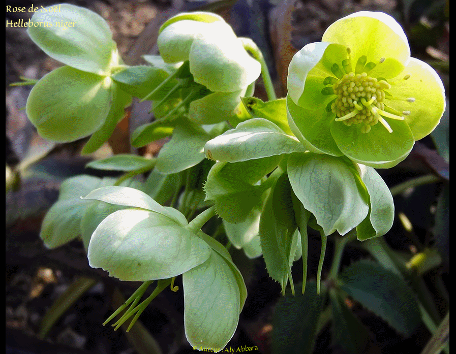 Rose de Noël - Rose de l'Hiver (Helleborus niger - Hellébore noir) - خَرْبَق أو وردة عيد الميلاد - وردة الشتاء