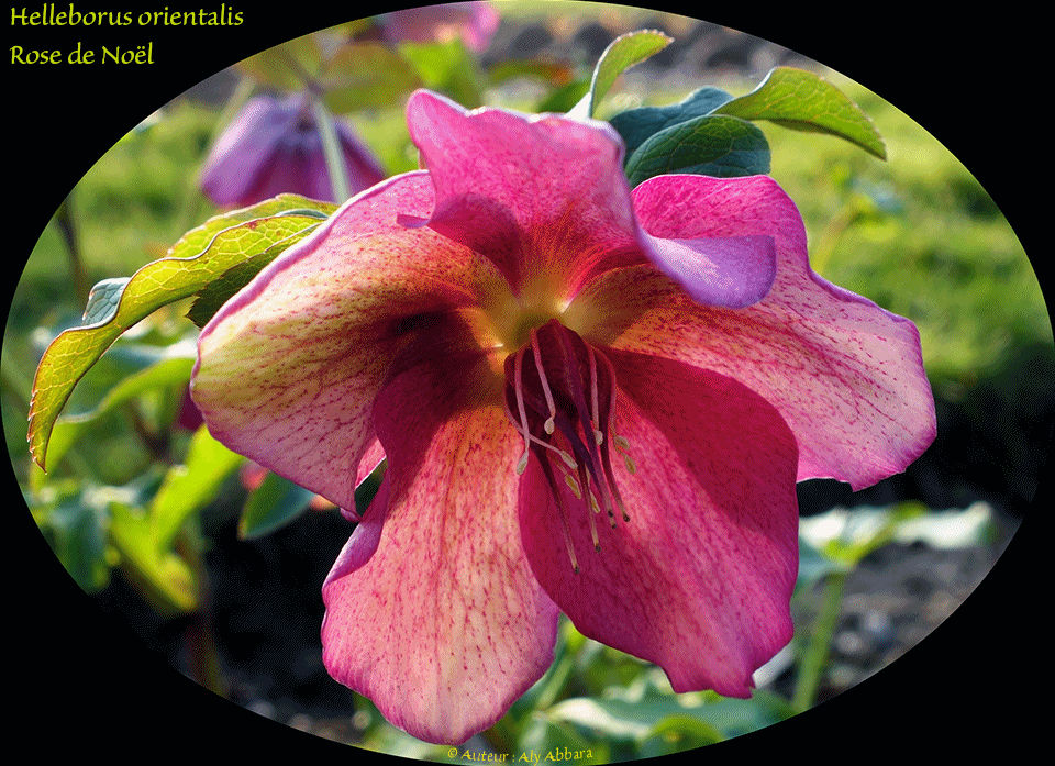 Helleborus orientalis - Hellébore rouge -خَرْبَق بلاد المشرق
