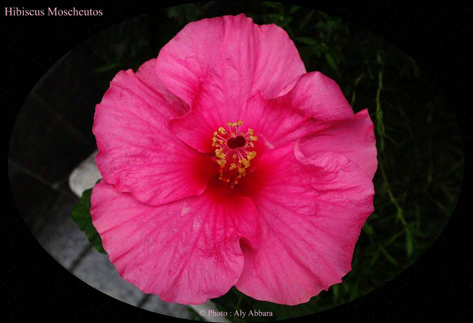 Hibiscus sinensis (Hibiscus de Chine) - Variété : Hibiscus moscheutos (Hibiscus musqué)