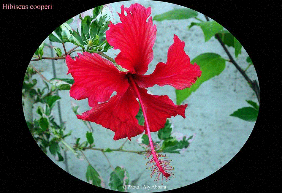 Hibiscus sinensis (Hibiscus de Chine) - Variété : Hibiscus cooperi