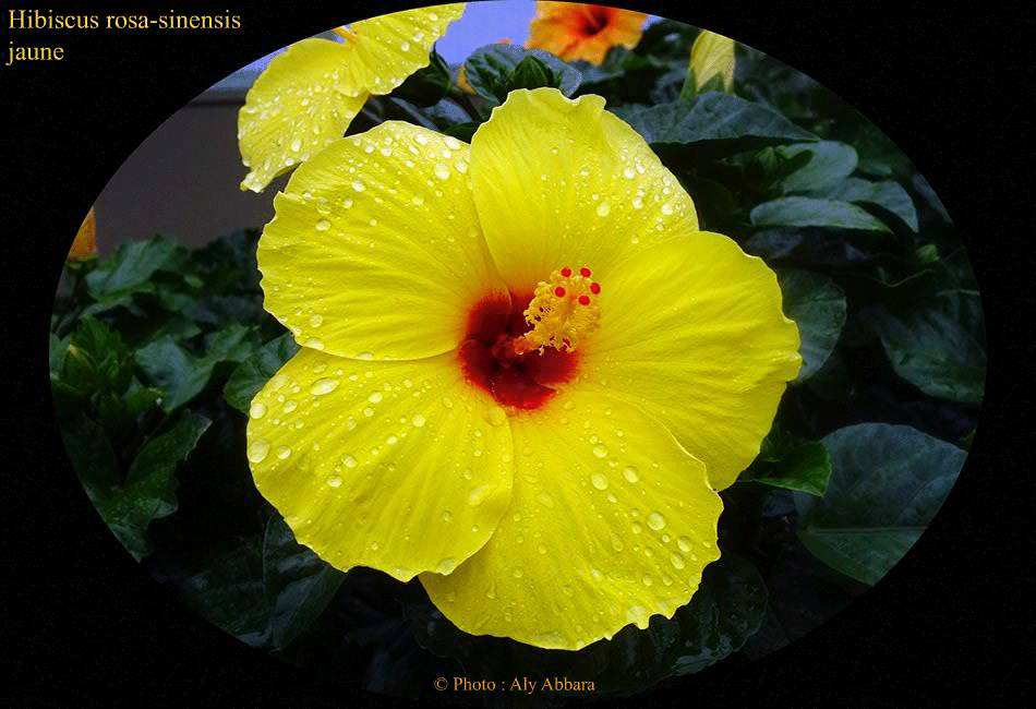 Hibiscus sinensis (Hibiscus de Chine) jaune