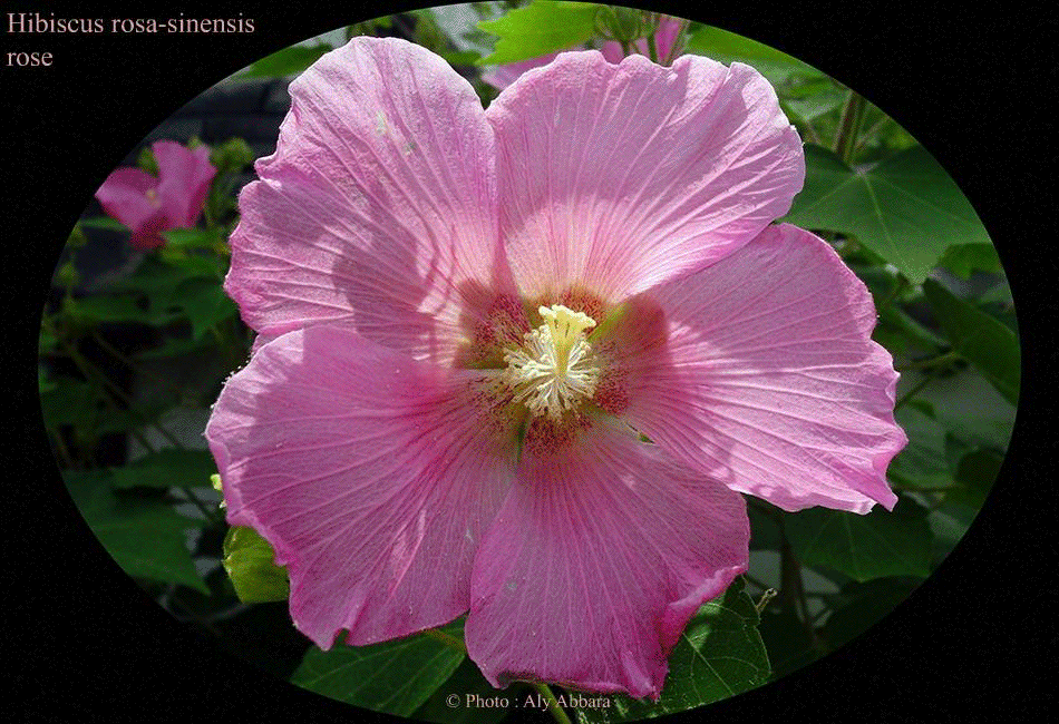 Hibiscus sinensis (Hibiscus de Chine) rose