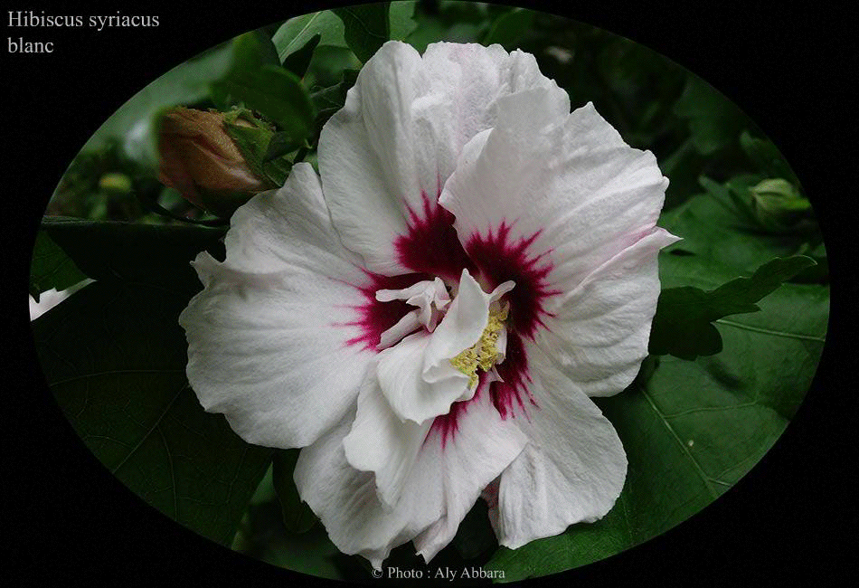 Hibiscus syriacus (Hibiscus de Syrie) blanc