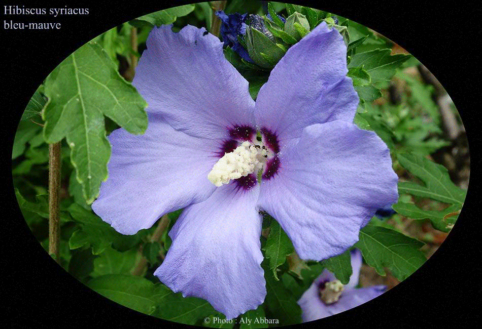 Hibiscus syriacus (Hibiscus de Syrie) bleu - violet