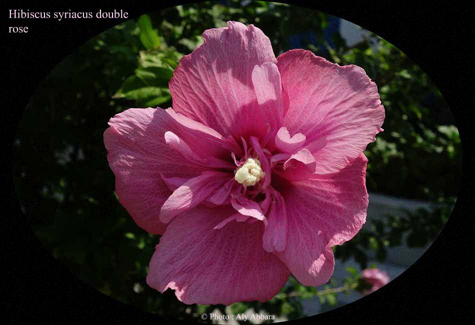Hibiscus syriacus (Hibiscus de Syrie) rose double