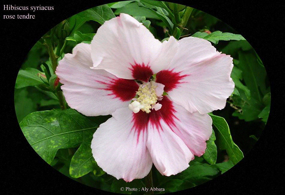 Hibiscus syriacus (Hibiscus de Syrie) rose pâle