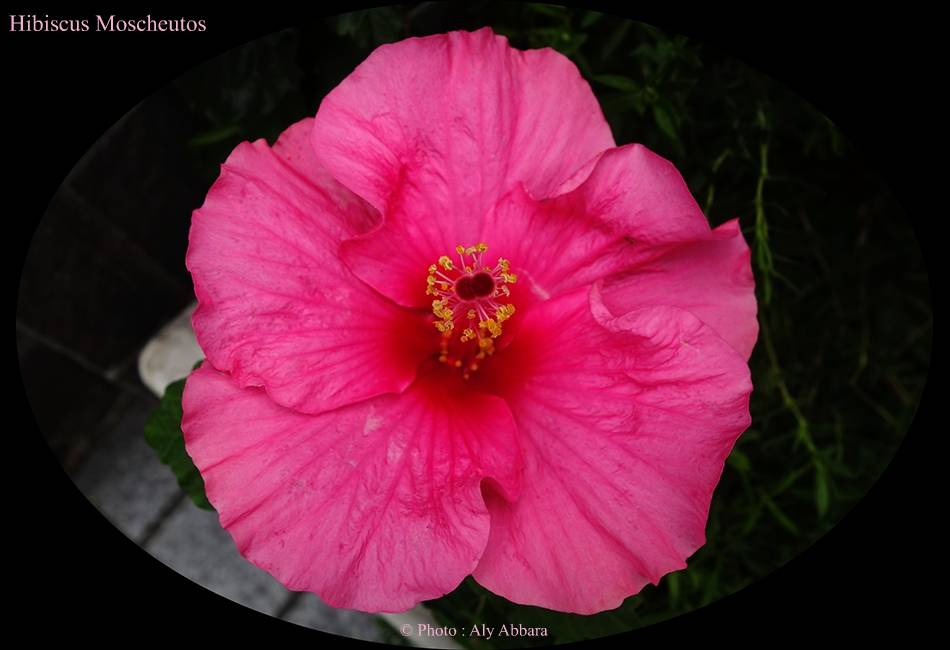 Hibiscus sinensis (Hibiscus de Chine) variété moscheutos - نبات الخِطمية  الصينية (من فصيلة الخُبازيات)