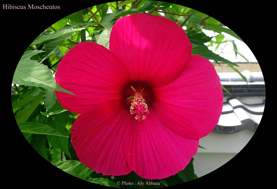 Uibiscus cooperi : aspect des feuilles