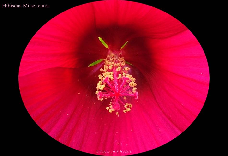 Hibiscus moscheutos : organes de reproduction
