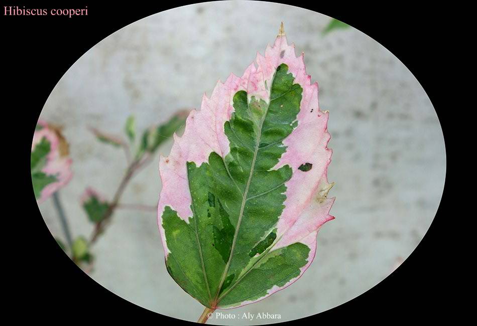 Hibiscus cooperi : aspect des feuilles