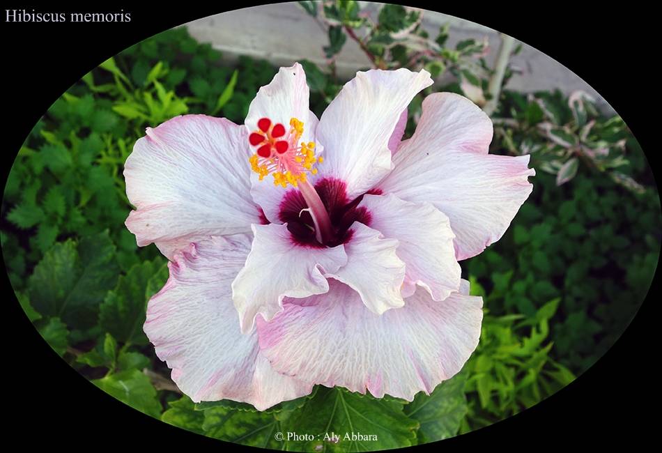 Hibiscus sinensis (Hibiscus de Chine) variété memoris - نبات الخِطمية  الصينية (من فصيلة الخُبازيات)
