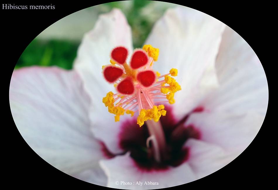 Uibiscus cooperi : aspect des feuilles