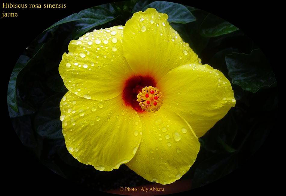 Hibiscus sinensis (Hibiscus de Chine) jaune - نبات الخِطمية  الصينية (من فصيلة الخُبازيات)
