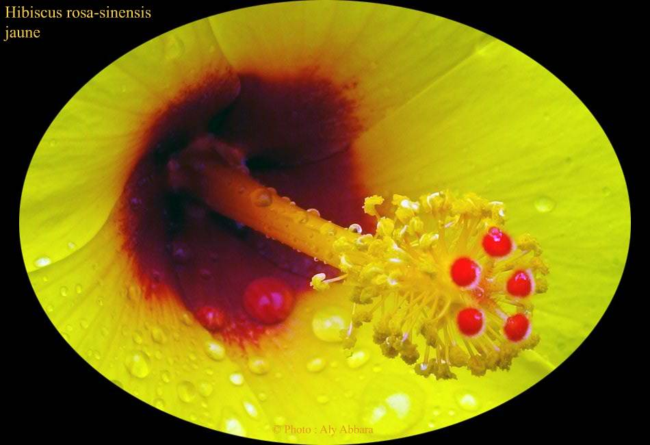 Hibiscus sinensis (Hibiscus de Chine) jaune - نبات الخِطمية  الصينية(من فصيلة الخُبازيات)