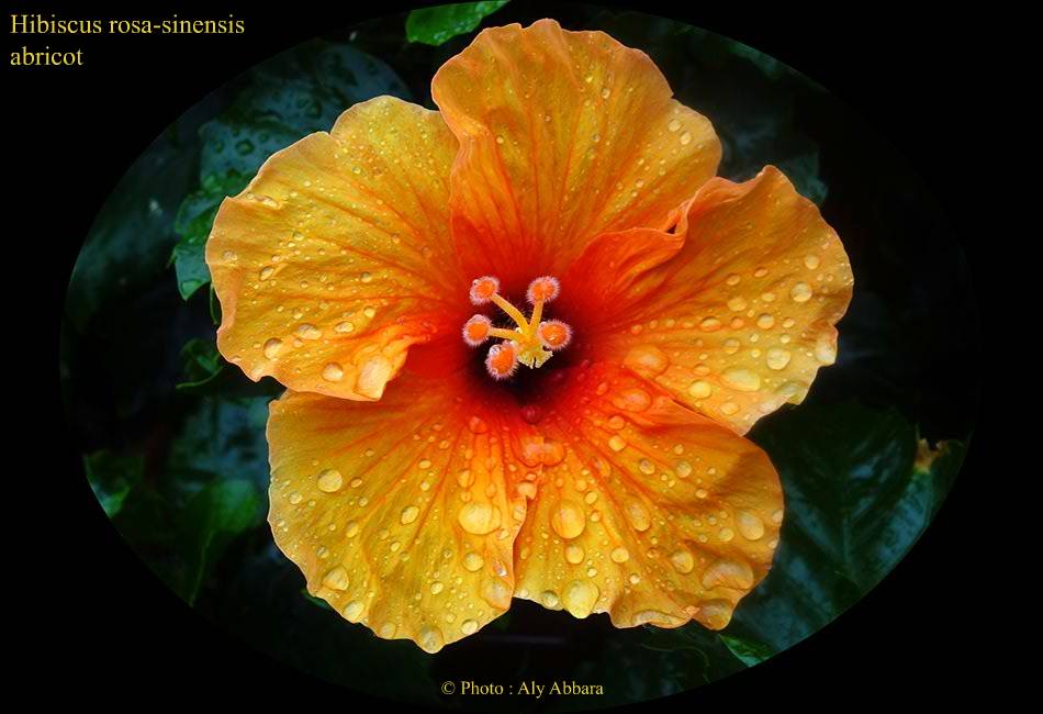 Hibiscus sinensis (Hibiscus de Chine) abricot - نبات الخِطمية  الصينية (من فصيلة الخُبازيات)