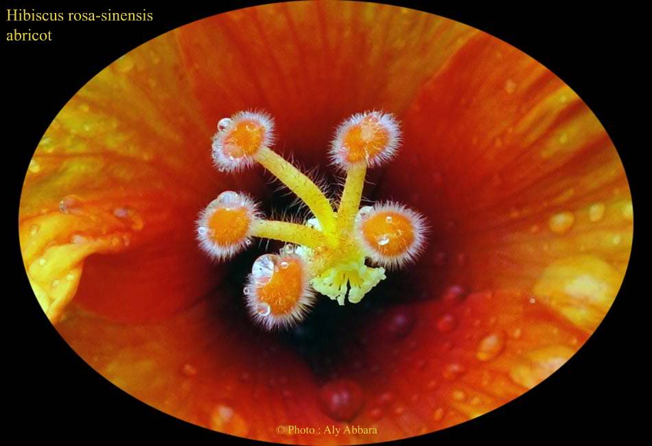 Hibiscus sinensis (Hibiscus de Chine) abricot - نبات الخِطمية  الصينية(من فصيلة الخُبازيات)