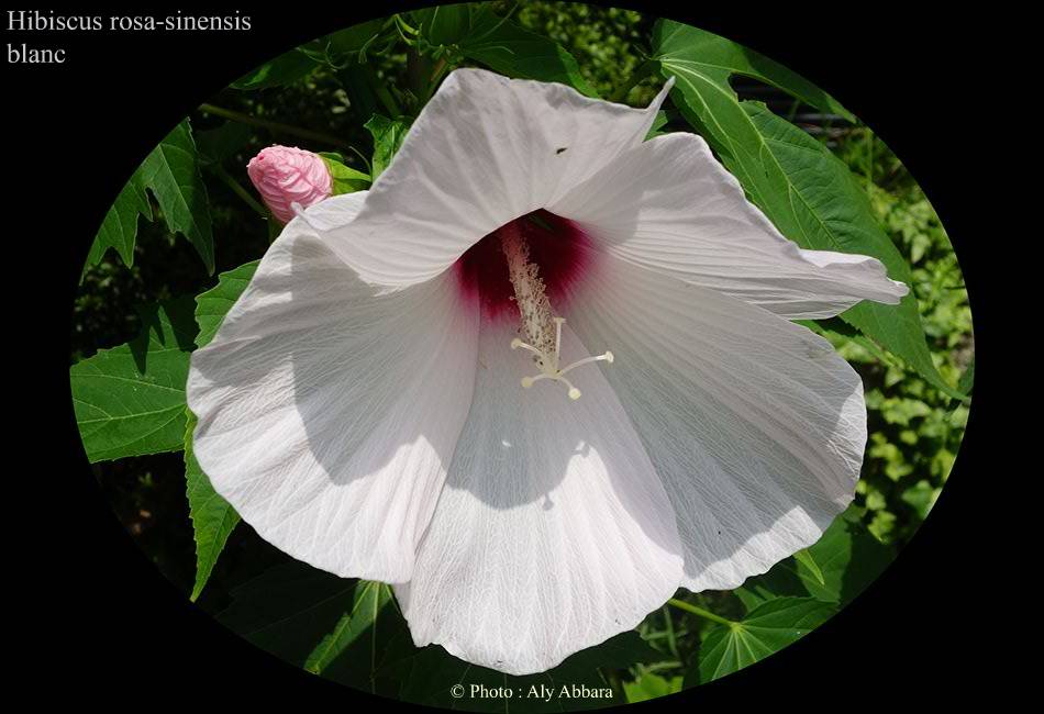 Hibiscus sinensis (Hibiscus de Chine) blanc - نبات الخِطمية  الصينية (من فصيلة الخُبازيات)