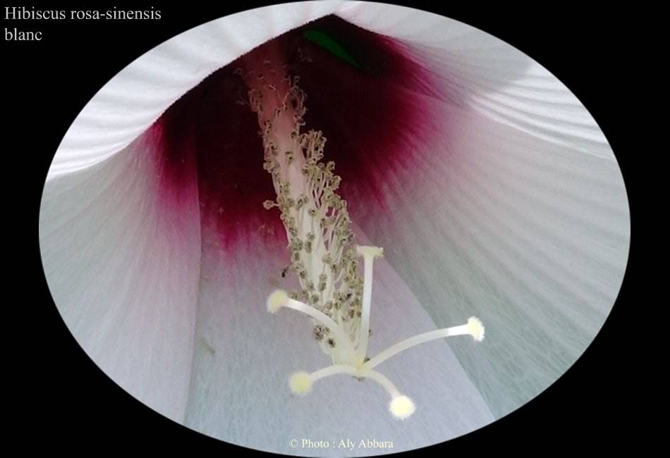 Hibiscus sinensis (Hibiscus de Chine) blanc - نبات الخِطمية  الصينية (من فصيلة الخُبازيات)