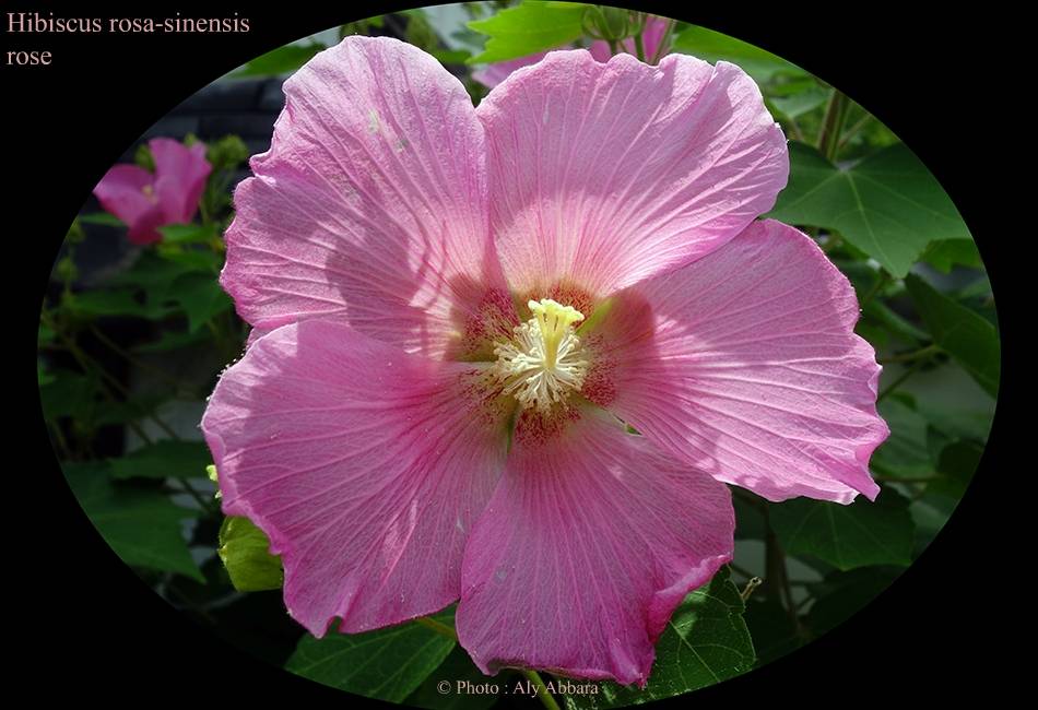 Hibiscus sinensis (Hibiscus de Chine) rose - نبات الخِطمية  الصينية (من فصيلة الخُبازيات)
