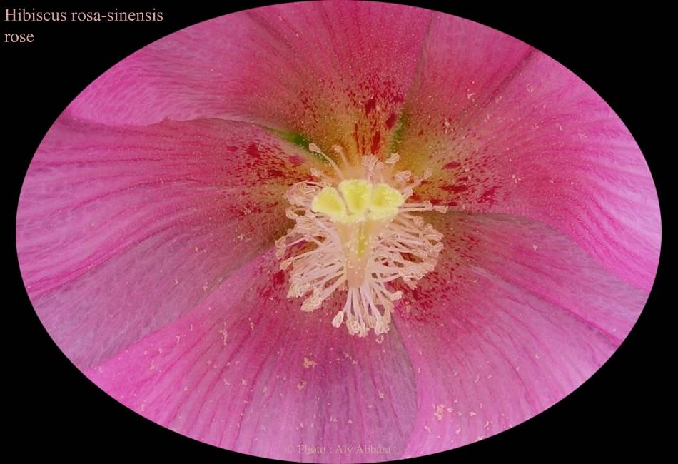 Hibiscus sinensis (Hibiscus de Chine) rose - نبات الخِطمية  الصينية(من فصيلة الخُبازيات)