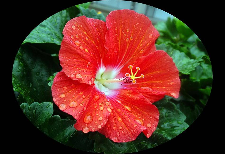 Hibiscus sinensis (Hibiscus de Chine) rouge - نبات الخِطمية  الصينية (من فصيلة الخُبازيات)