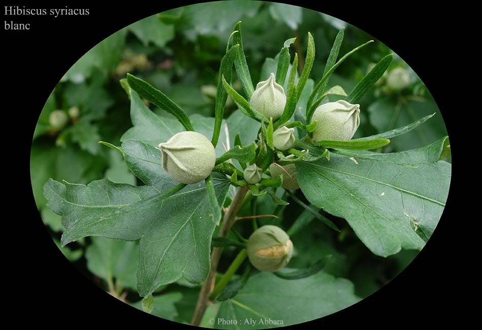 Hibiscus syriacus bleu-mauve : boutons des  avant la floraison