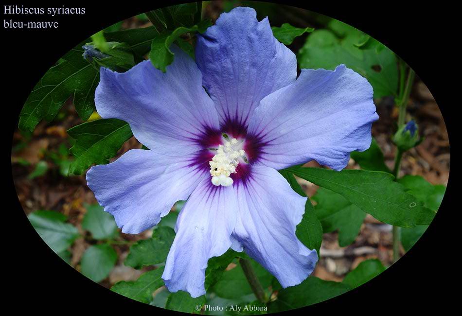 Hibiscus syriacus (Hibiscus de Syrie) bleu-mauve - نبات الخِطمية السورية (من فصيلة الخُبازيات)
