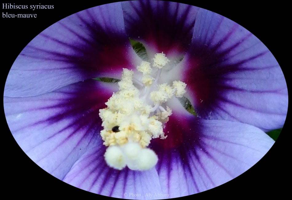 Hibiscus syriacus (Hibiscus de Syrie) bleu-mauve - نبات الخِطمية السورية (من فصيلة الخُبازيات)