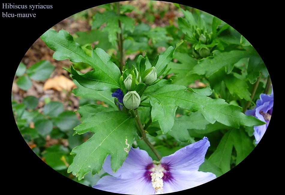 Hibiscus syriacus bleu-mauve : boutons des  avant la floraison