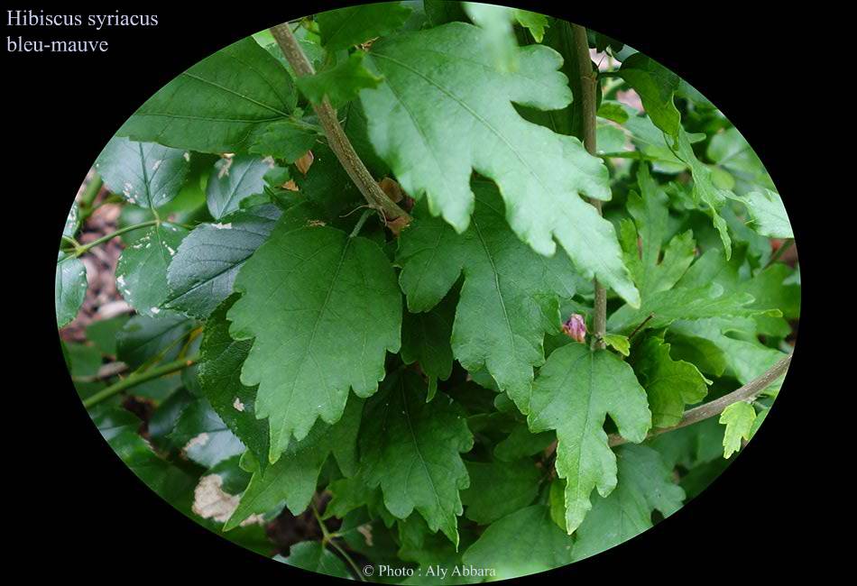 Hibiscus syriacus bleu-mauve : les feuille de la plante