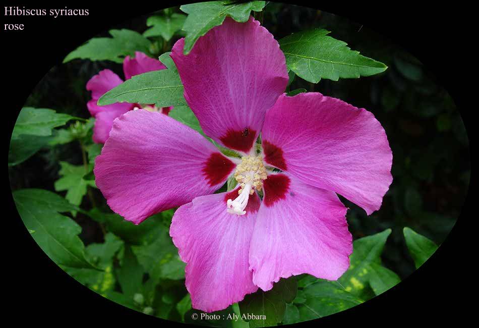 Hibiscus syriacus (Hibiscus de Syrie) rose - نبات الخِطمية السورية (من فصيلة الخُبازيات)