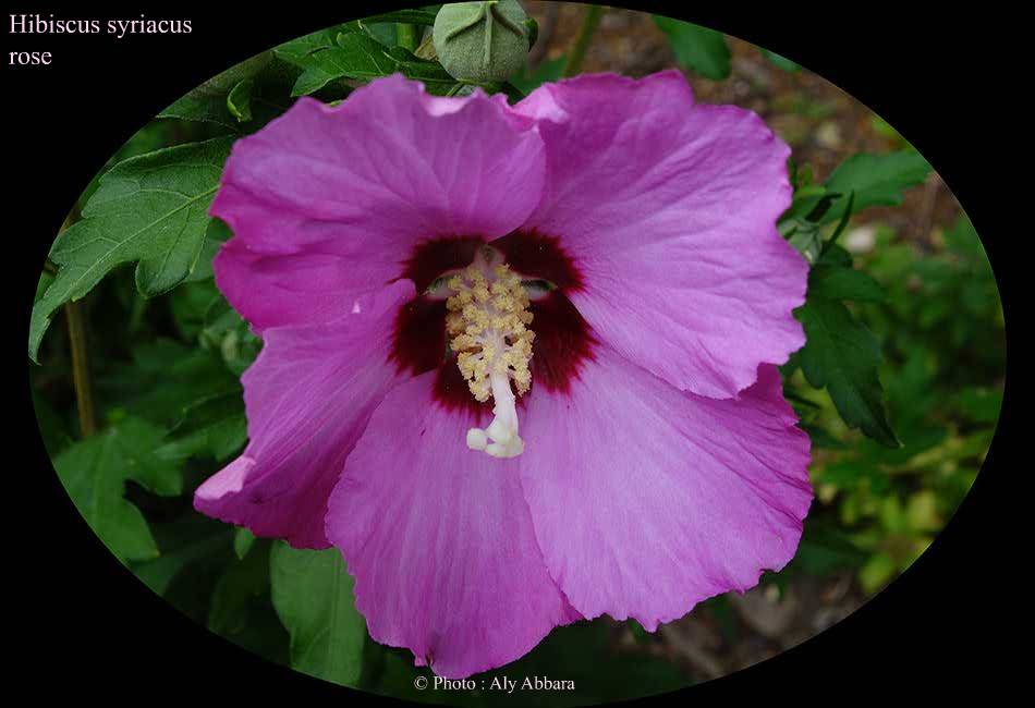 Hibiscus syriacus (Hibiscus de Syrie) rose - نبات الخِطمية السورية (من فصيلة الخُبازيات)
