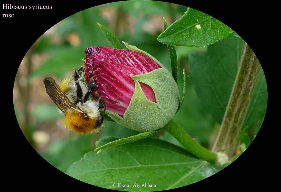 Hibiscus syriacus rose : boutons des  avant la floraison
